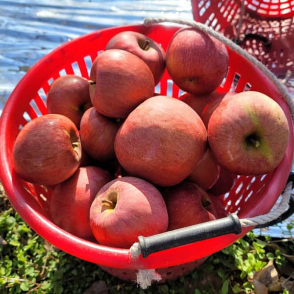 청송 사과 5kg (14-16과) 썸네일 2