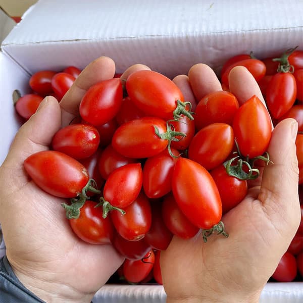 GAP 인증 방울토마토 1kg 썸네일 2