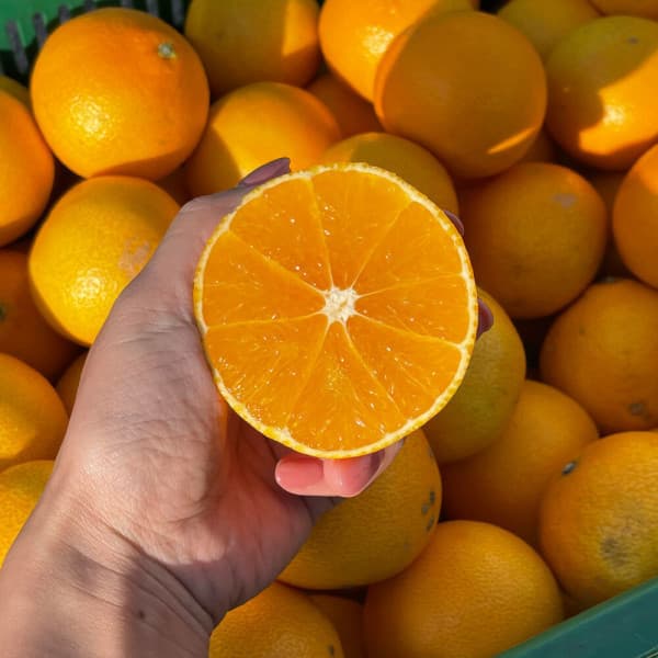 제주 한라봉 2kg (6-8과) 썸네일 2