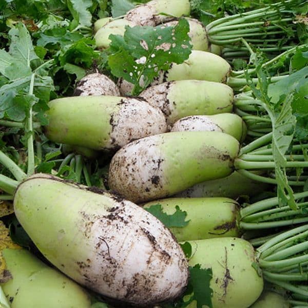 국내산 무 1개 (약 1.5kg)