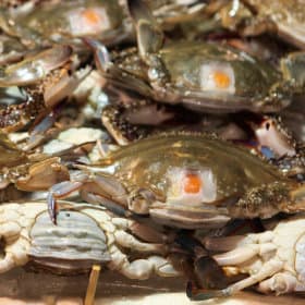 영덕 대게 2마리 (1kg)