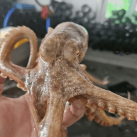 서해안 쭈꾸미 1kg