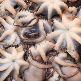 서해안 쭈꾸미 1kg 썸네일 2